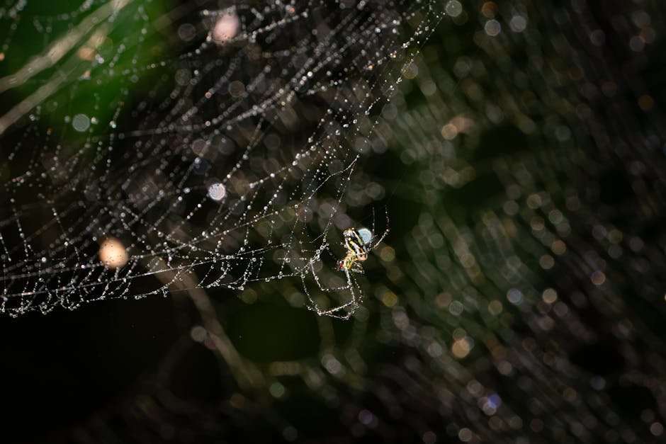 Web Series vs. TV Shows: What's the Difference?