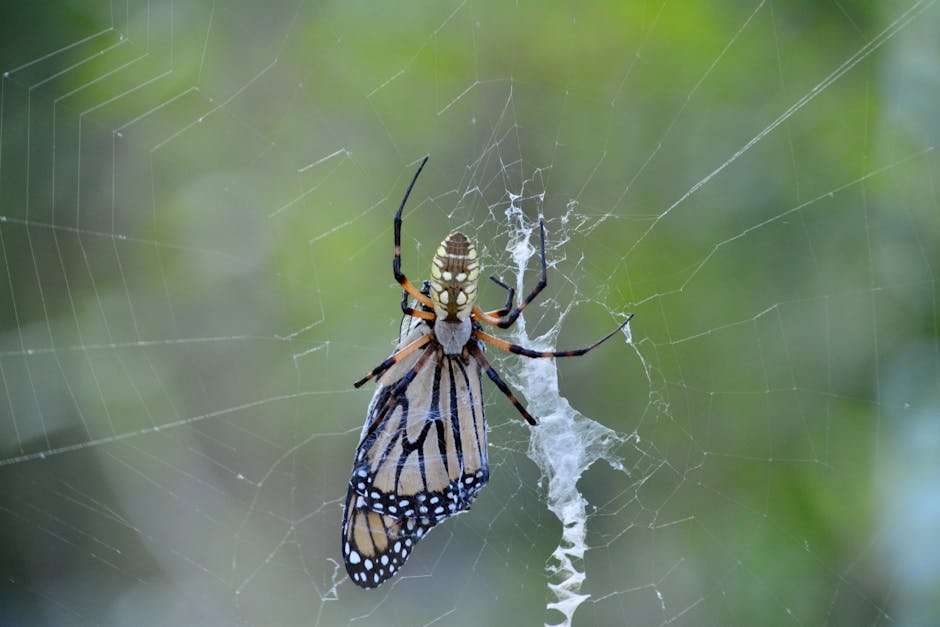 Award-Winning Web Series: The Best of the Best Online Shows