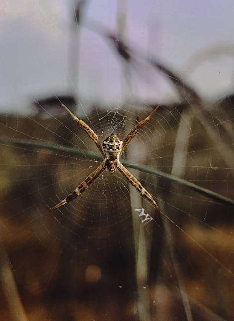 Best Hindi Web Series on OTT Platforms: Ranked