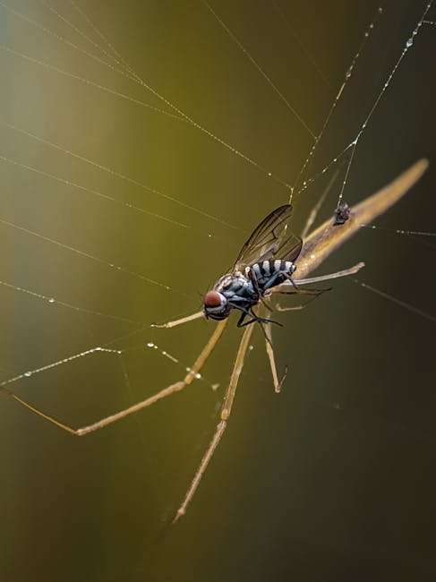 New Japanese Web Series: Must-Watch Dramas & Comedies of 2024