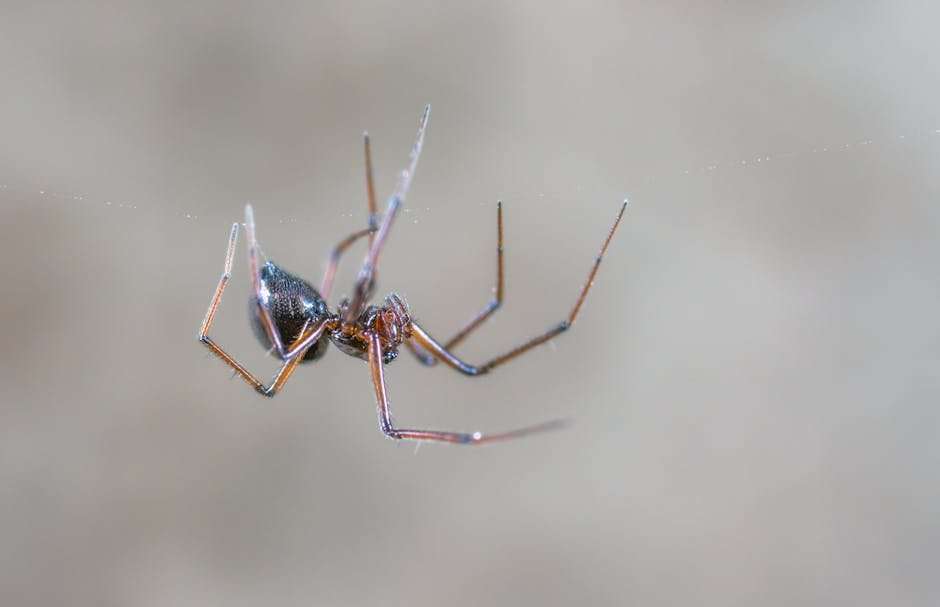 Japanese Web Series with English Subtitles: Where to Watch