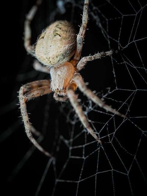 The Most Anticipated OTT Releases of the Year