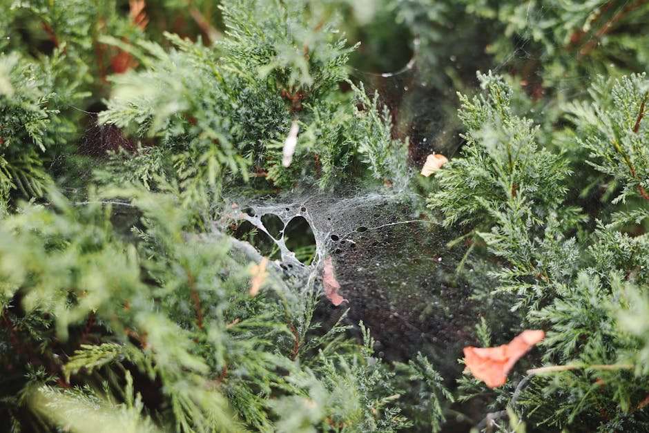 The Ultimate Netflix Web Series Ranking: From Good to Great