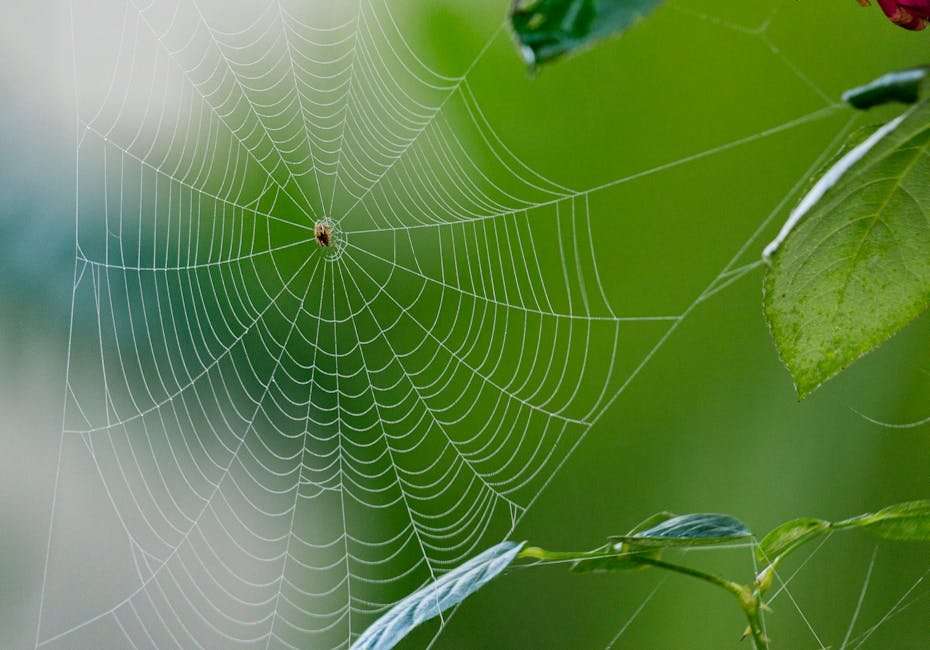 The Future of Hollywood Web Series: Trends and Predictions