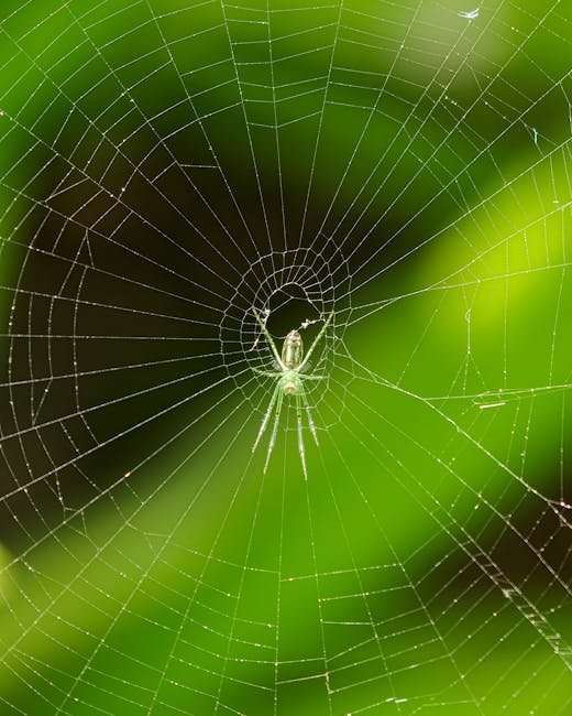 Japanese Web Series Online: Find Your Next Obsession