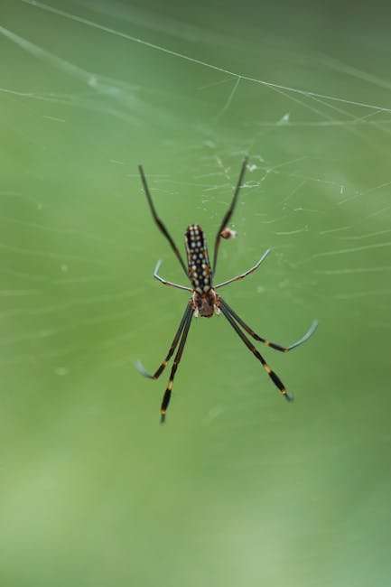 Find Your Next Favorite Show: New Web Series Recommendations