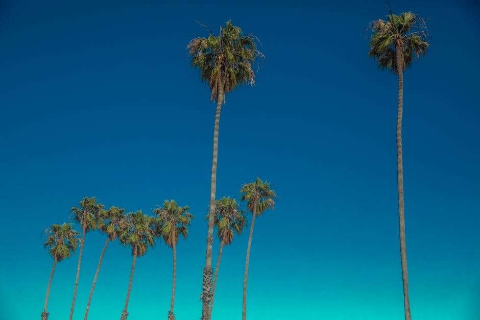 Best New Hollywood Web Series to Binge-Watch Now