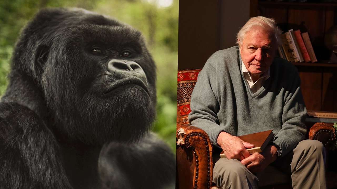 A Gorilla Story Told By David Attenborough Review