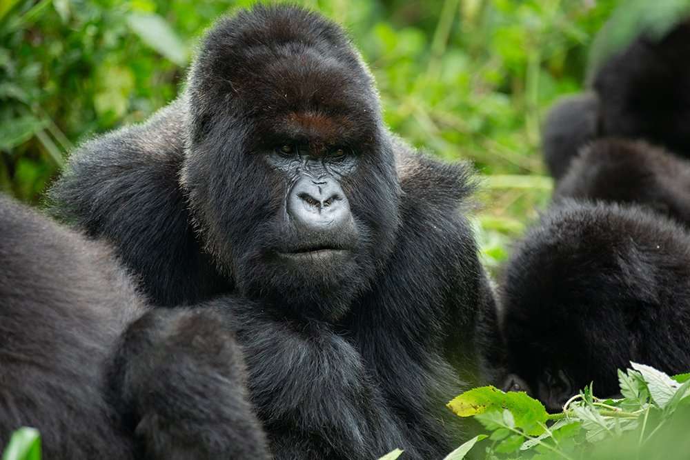 Amythompson Ev1A4774 Girucasi2