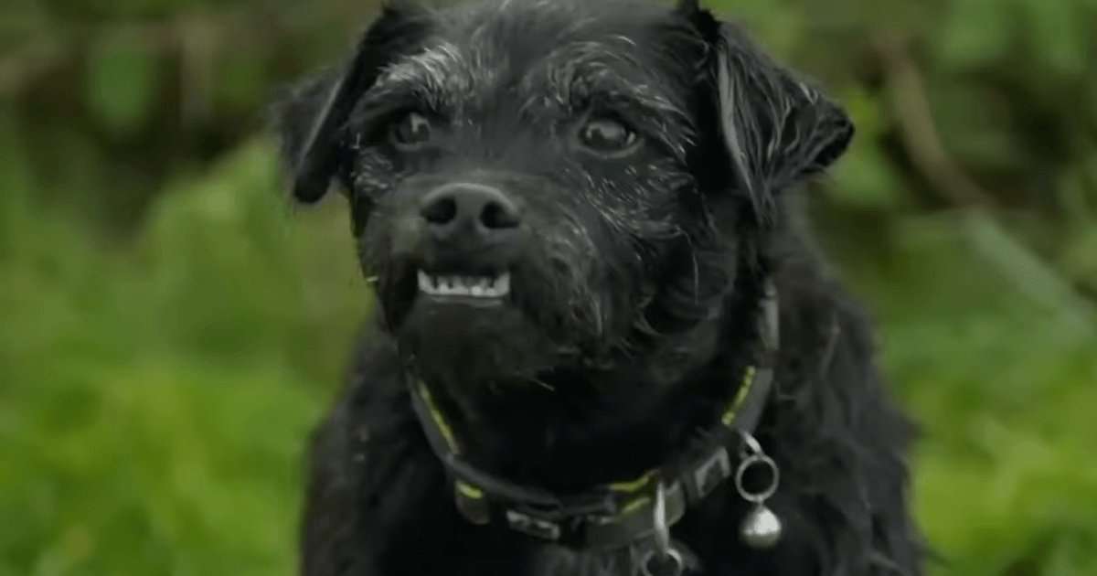 Bob Mortimer and Paul Whitehouse lead tributes to dog and "greatest little chum" Ted from Gone Fishing