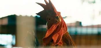 The Hen Film Trailer