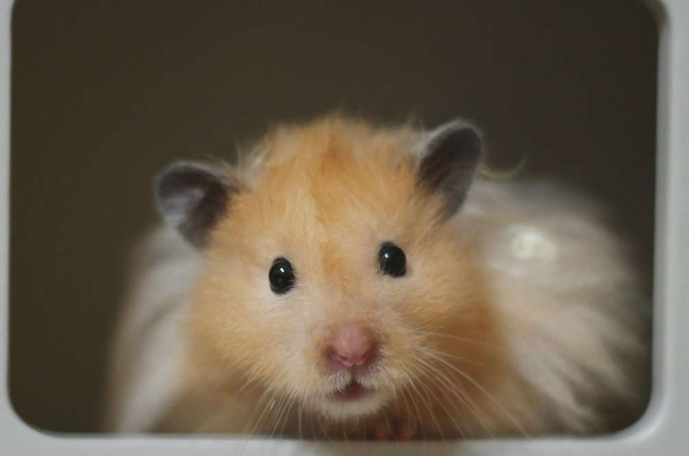 15 Lost Websites from the 2000s People Still Think About Today | Den of Geek