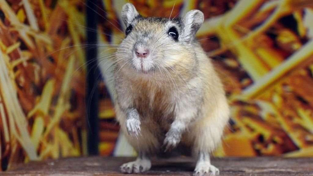 15 Ridiculous Hollywood Rumors That People Actually Believed | Den of Geek