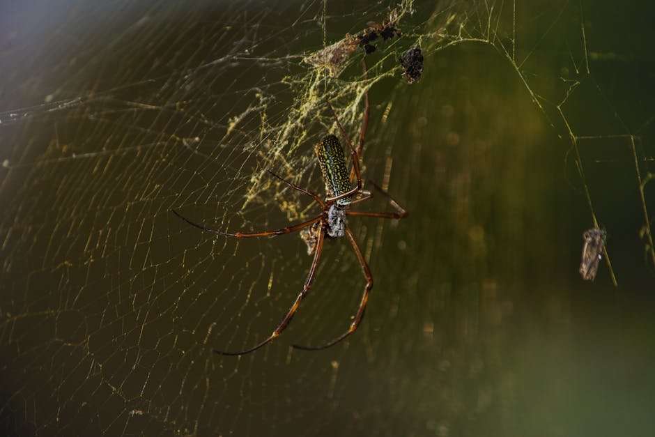 Ullu Web Series: How to Choose the Right Subscription Plan for You