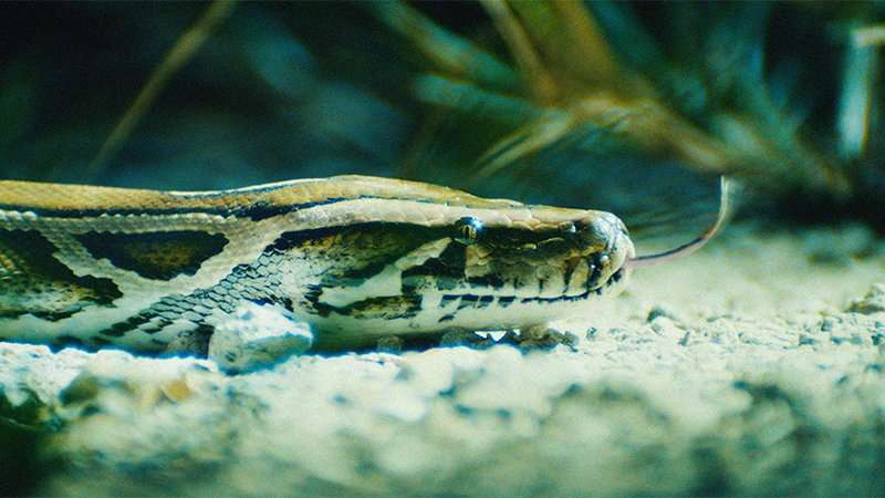 The Python Hunt Doc Trailer