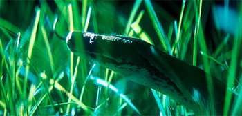 The Python Hunt Doc Trailer