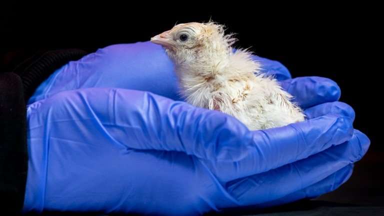 Colossal artificial egg chicken