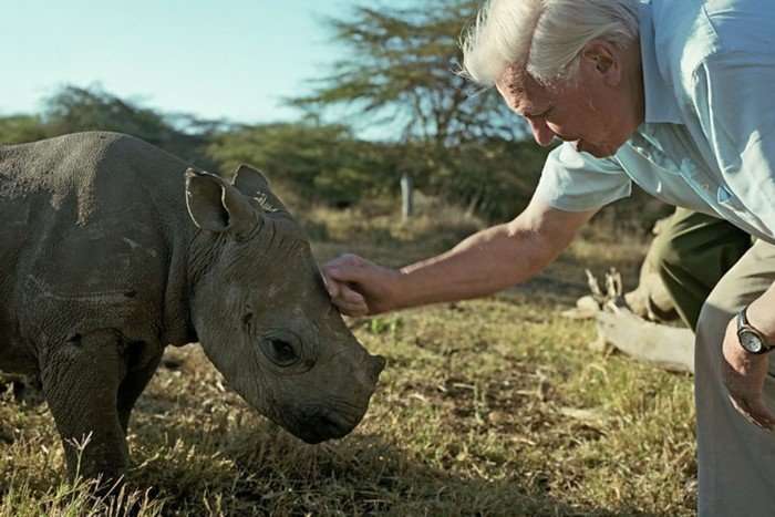 Sir David Attenborough bends over and strokes the nose of black rhino calf. This calf is sadly blinded by cataracts.