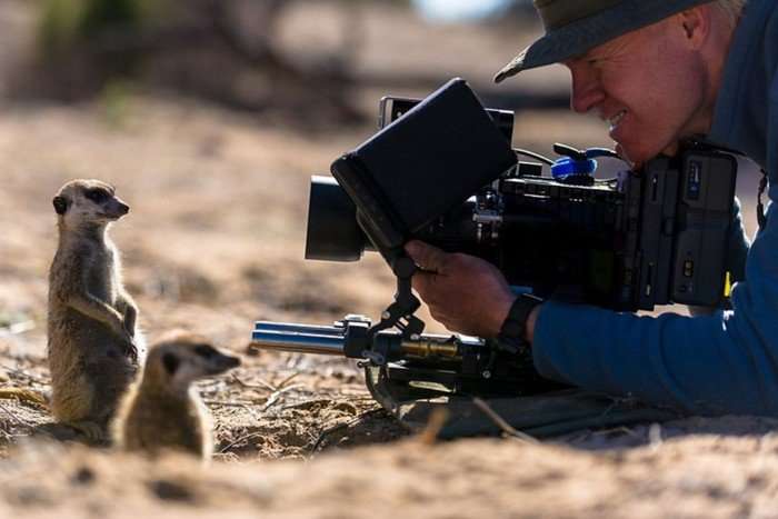 A cameraman lying on the ground with a meerkat in front of his camera.