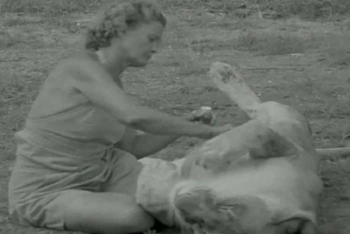 A woman sat on the ground applying medicine to a lioness lying on its back.