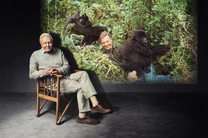 Sir David Attenborough sitting in a chair in front of a large screen of him as a younger man smiling with gorillas in a forest.