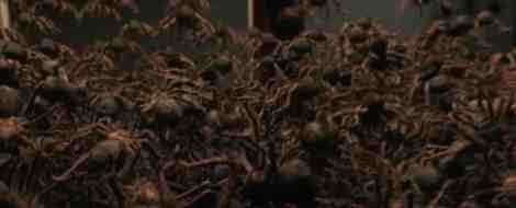 Spiders-on-a-Plane-British-horror-movie-film-2024-cluster-of-arachnids.jpg