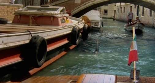 shark in venice