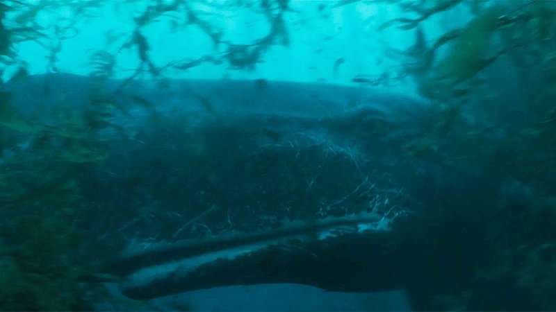 Whalefall Teaser