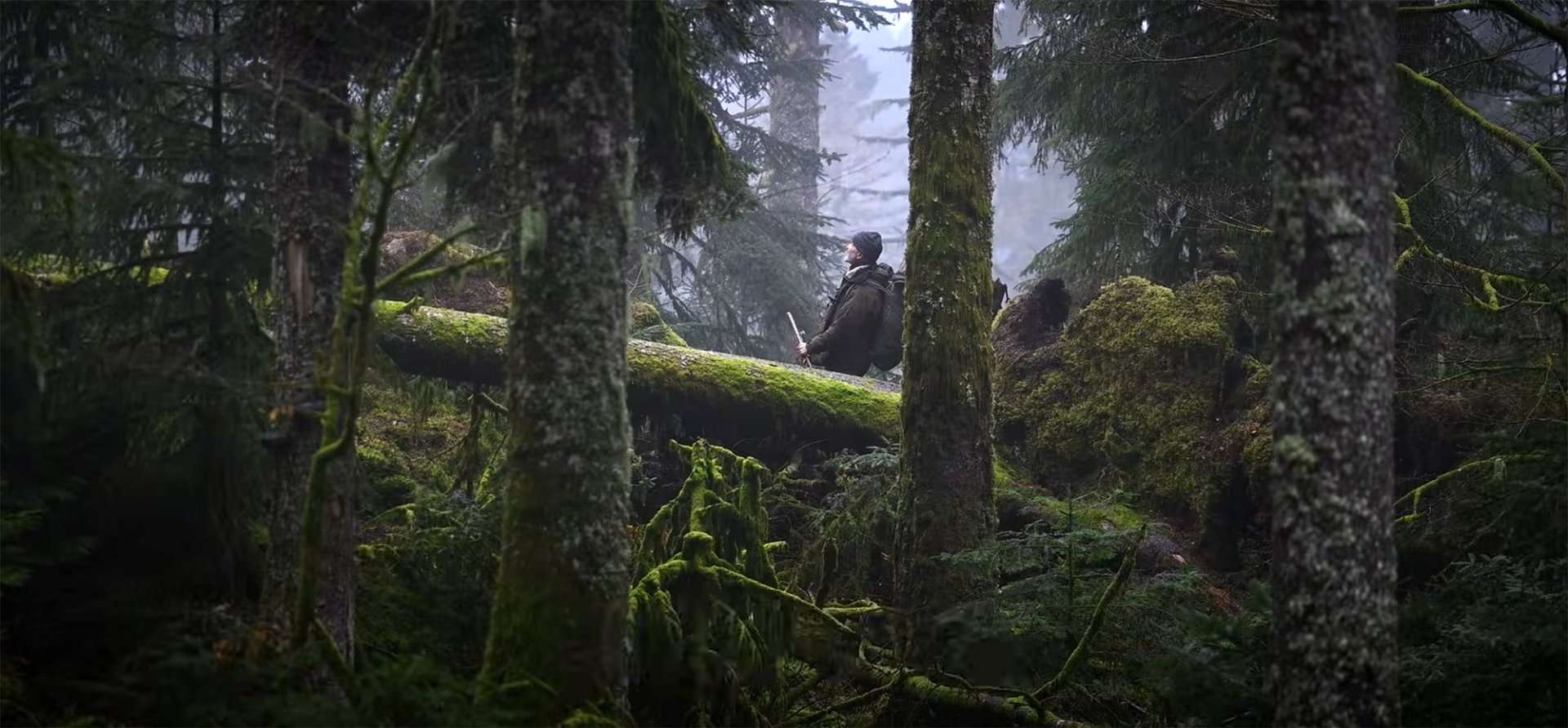 Enchanting Trailer for 'Whispers in the Woods' Doc About Wild Forests | FirstShowing.net
