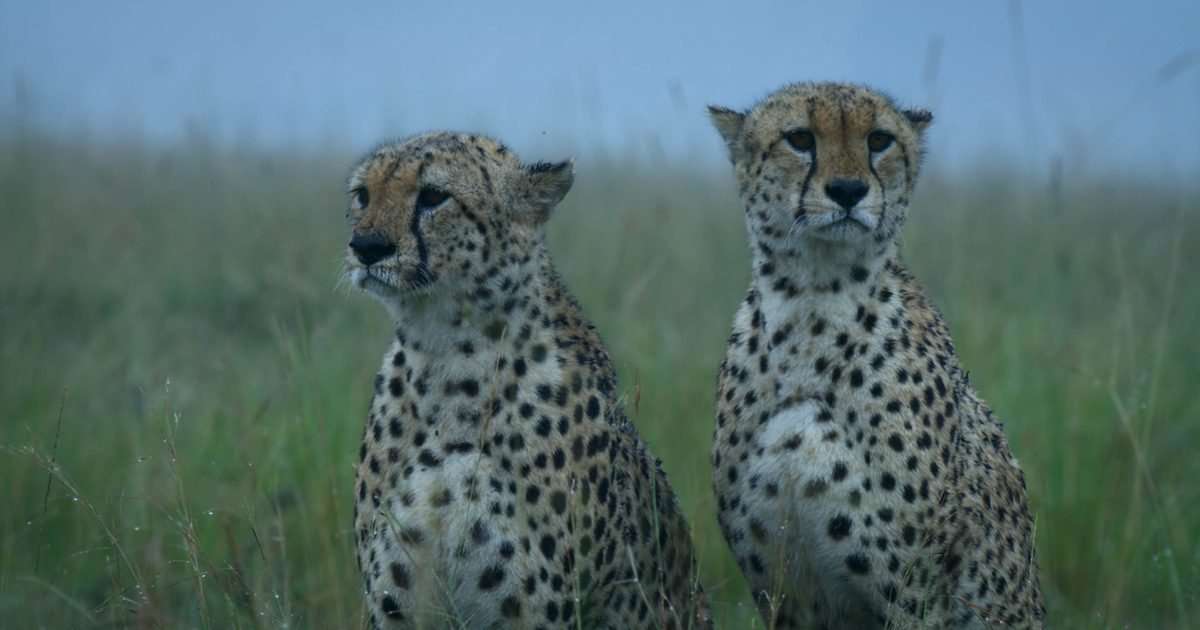 Inside Force of Nature and how ITV&rsquo;s new series puts animals at the forefront of climate change