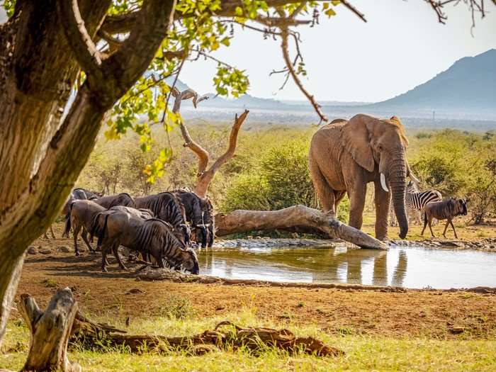 Shared Waterhole Wildebeest, elephant, and zebra all at a waterhole in South Africa.
