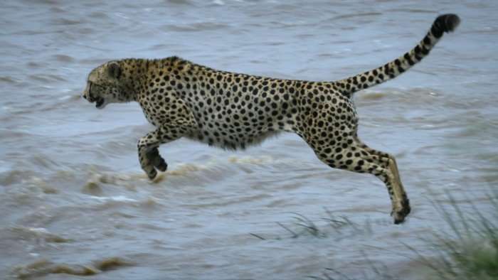 Force Of Nature A cheetah jumping over a river.