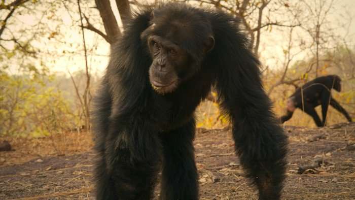Force Of Nature A chimpanzee looking over at something as it rests on its hands.